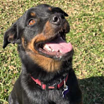 Thumbnail photo of Sadie Lou Who #1