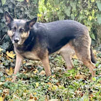 Thumbnail photo of Harlow #4