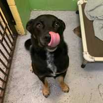 Thumbnail photo of Duggie #1