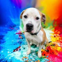 Thumbnail photo of Owen #1