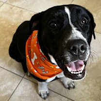 Thumbnail photo of Moo Moo #1
