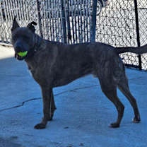 Thumbnail photo of Dozer #2