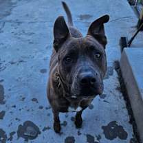 Thumbnail photo of Dozer #3