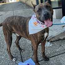 Thumbnail photo of Dozer #4