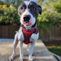 Thumbnail photo of Bella #1