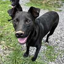 Thumbnail photo of Harvey #1