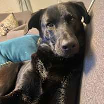 Thumbnail photo of Nico #1