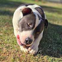 Thumbnail photo of Bella #3