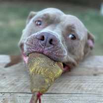 Thumbnail photo of Gordo #4