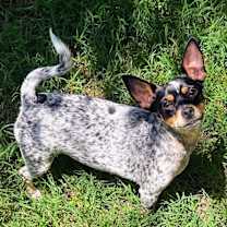 Thumbnail photo of Molly #1
