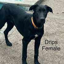 Thumbnail photo of Drips #3