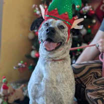 Thumbnail photo of Priscilla #1