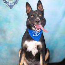 Thumbnail photo of GUNNER #1