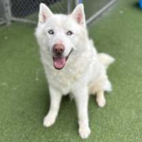 Thumbnail photo of *AXEL #1