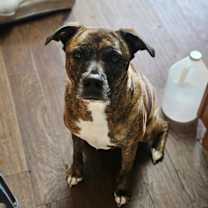 Thumbnail photo of Bonnie #1