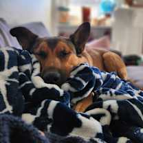 Thumbnail photo of Bodie #4