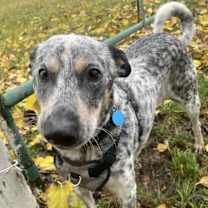 Thumbnail photo of Indigo #1
