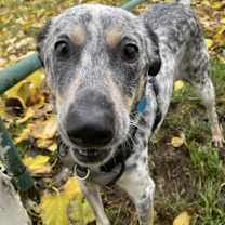 Thumbnail photo of Indigo #3