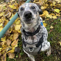Thumbnail photo of Indigo #4