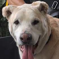 Thumbnail photo of Bo #1