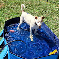 Thumbnail photo of Boo #2