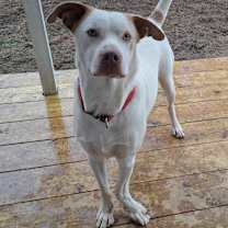 Thumbnail photo of Boo #4
