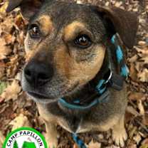 Thumbnail photo of Chase #2