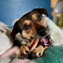 Thumbnail photo of Chase #3