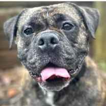 Thumbnail photo of Flapjack #1