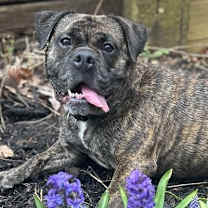 Thumbnail photo of Flapjack #4