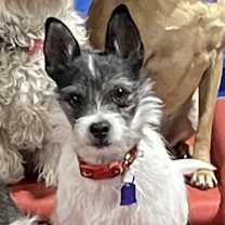Thumbnail photo of Freddy #1