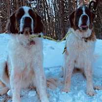 Thumbnail photo of Latigo #3