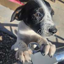 Thumbnail photo of Cocomelon #2