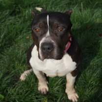Thumbnail photo of Athena (URGENT) #1