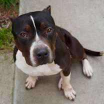 Thumbnail photo of Athena (URGENT) #2