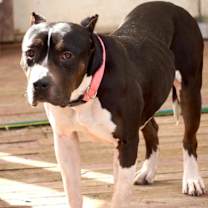 Thumbnail photo of Athena (URGENT) #3