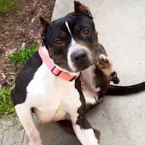Thumbnail photo of Athena (URGENT) #4