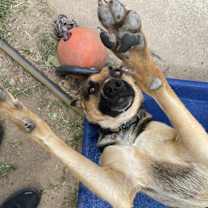 Thumbnail photo of Bolt #2