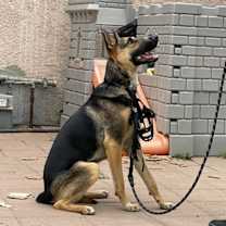 Thumbnail photo of Bolt #3