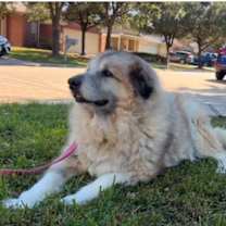 Thumbnail photo of Evee HTX #3