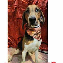 Thumbnail photo of Givens #1