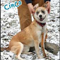 Thumbnail photo of Cinco #2