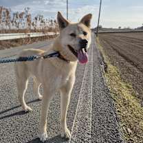 Thumbnail photo of Dooly #2