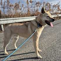 Thumbnail photo of Dooly #4