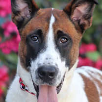 Thumbnail photo of Zeus #1