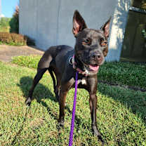 Thumbnail photo of Lorelei #2