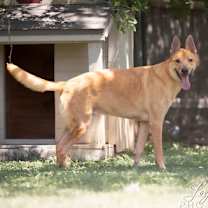 Thumbnail photo of Apollo #2