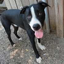 Thumbnail photo of Bo #2