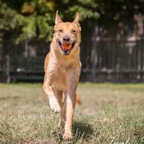Thumbnail photo of Apollo #3