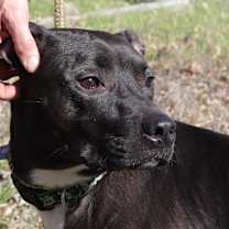 Thumbnail photo of Robbie #3